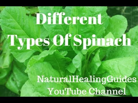 What’s the local name for spinach? – Life Set Go