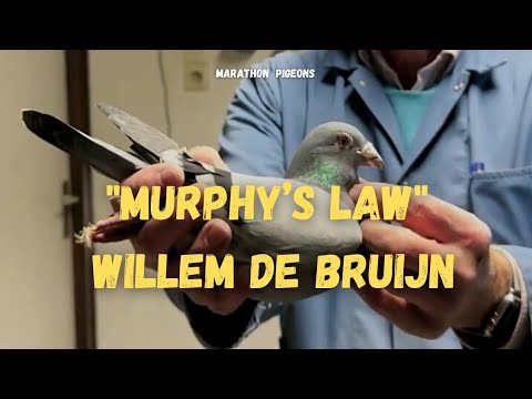 “MURPHY’S LAW”  Top Racer & Super Breeder From Willem De Bruijn