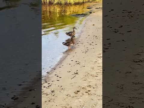 Last summer days in Riga 2025.08.28 #river #riga #relaxing #nature