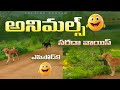 Dogs Best Comedy Voiceover Episode 9