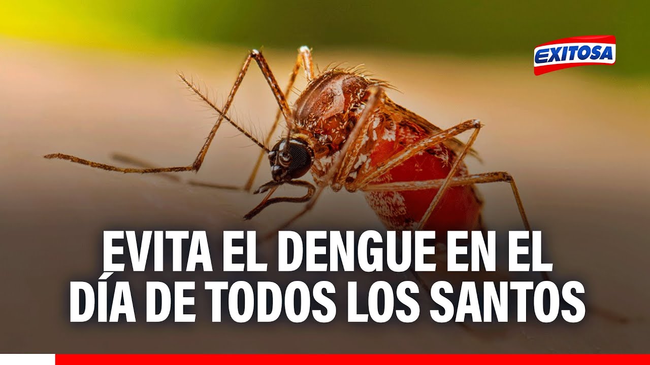 🔴🔵 Día de Todos los Santos: Recomendaciones del Minsa para evitar el dengue