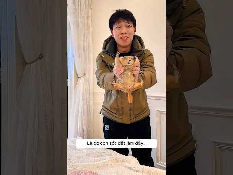 Sóc đất nghịch ngợm xé nát đề thi của tớ! 🐹😱