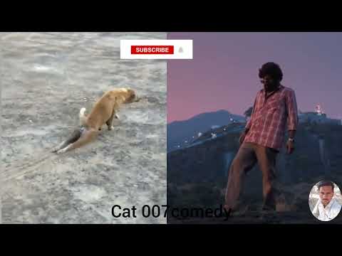 😆Allu Arjun and 🐶 dog Shivali Pushpa movie funny character scene #shorts #YouTube kinemaster editing