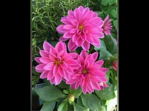 Te uee ae aki rau/ karaoke