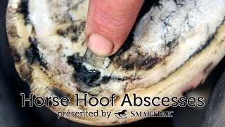 Horse Hoof Abscesses