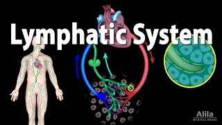 Lymphatic System Overview