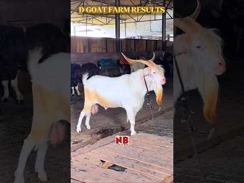 D Goat Farm ka Khazana👑 #bakraeid #bakraeid2025 #bakraeidspecial #bakra #goats #trending #biggoats
