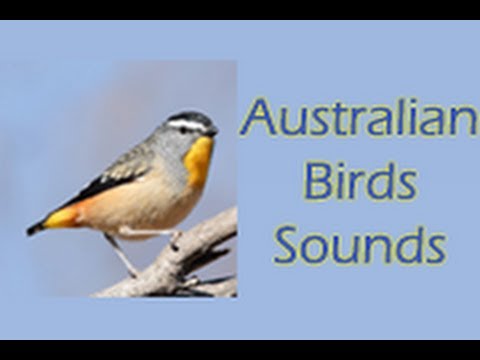 Australian Birds Sounds Free Video
