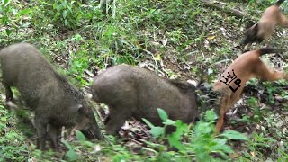 Download lagu ADU BAGONG‼️ BABI BESAR 1 VS 1 DENGAN SEEKOR ANJING MALINOIS ||  BURUAN GUNUANG RAJO BATIPUAH mp3