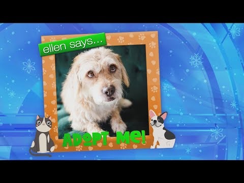 Get Your Paws on These Adoptable Pets!