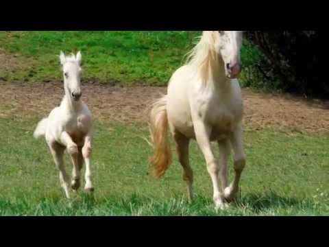 youtube preview