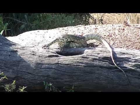 Djuma: Water Monitor Lizard adult - 13:44 - 05/23/19