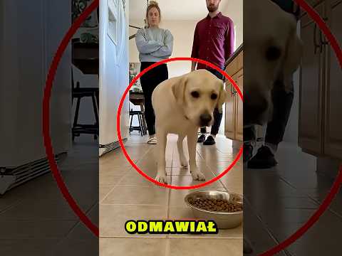 Rodzina myślała, że pies jest chory, ale on miał sekretny plan pod drzwiami 🏠