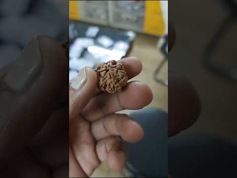 7 MUKHI special Nepali rudraksha