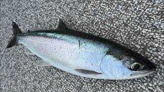 LIVE Kokanee Fishing In Washington State