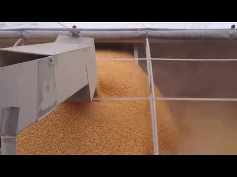 Loading Corn with short leg.