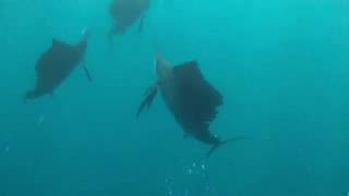 Sailfish: Cruising Predators of the Sea
