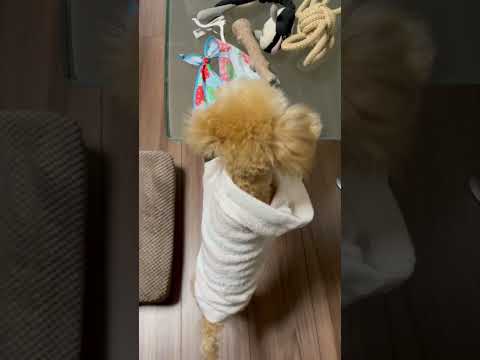 経営学科 トイプードルにジェラートピケの服を着せてみました。 #toypoodle #トイプードル #puppy #子犬 #ジェラートピケ #ジェラピケ #gelatopique  #poodle