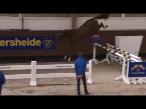 GEORGE Z: Zangersheide stallion by Kannan, www.equine-evolution.com