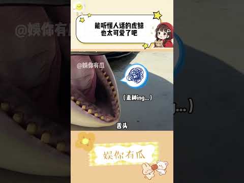 能听懂人话的虎鲸也太可爱了吧