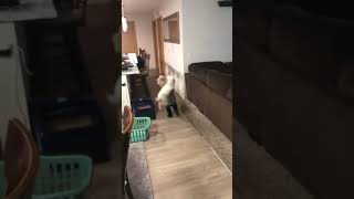 Download lagu ⚠️Watch Out, Watch Out, RKO⚠️ #shorts mp3