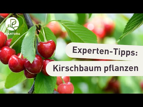 Kirschbaum pflanzen: So klappt’s (Anleitung)