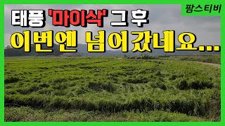 9호태풍 마이삭. 이번에는 벼가 넘어갔어요.