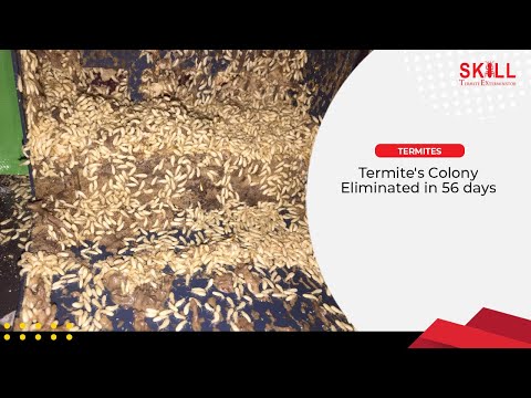 Termite's Colony Eliminated in 56 days