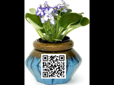 African Violet Pot Containers