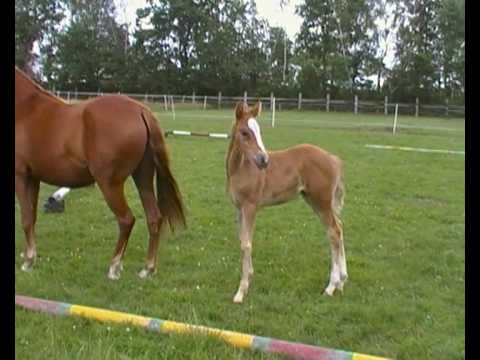 Reitponyzucht - Stutfohlen vom Casino Royal