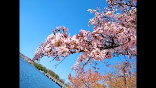 Cherry Blossoms, Washington DC 2021