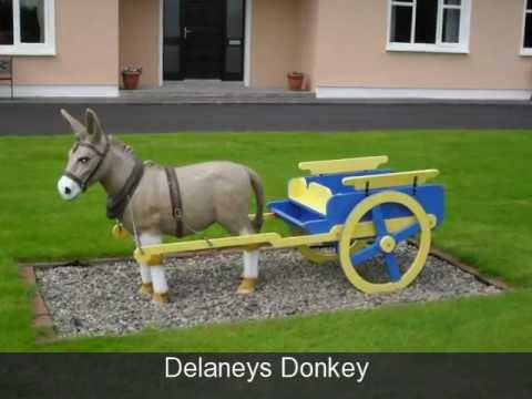 Delaneys Donkey video