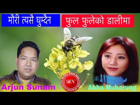Mauri Tyasai Ghumdaina मौरी त्यसै घुम्दैन फुल फुलेको डालीमा | Abha mukarung | Arjun Sunam 2075 2018