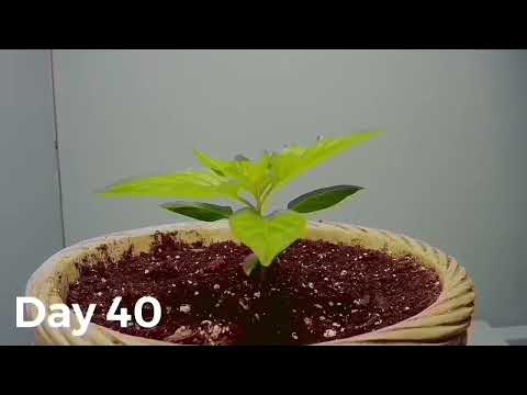Habanada habanero time lapse