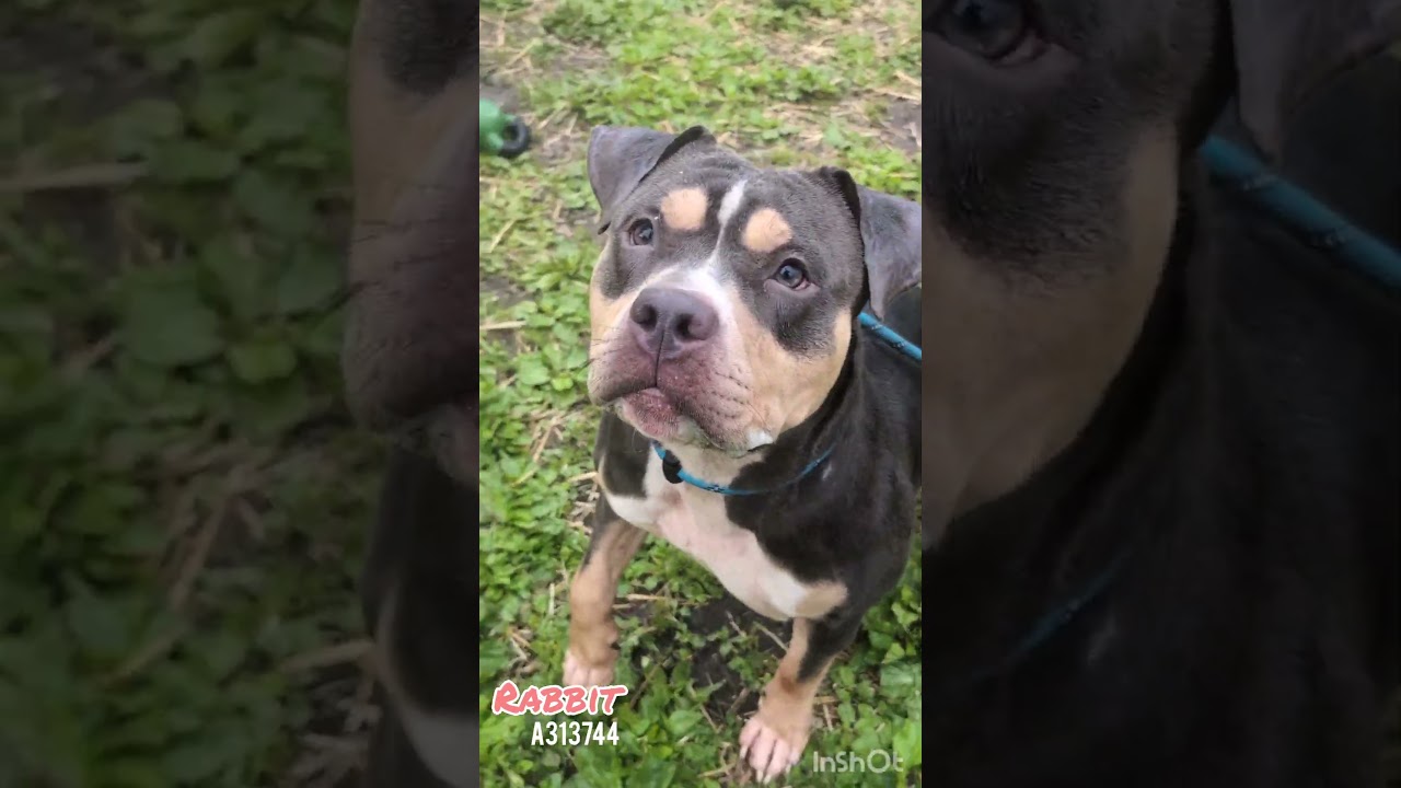Enlarge Rabbit, an adopted Staffordshire Bull Terrier in Chicago, IL video 5/5