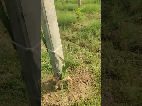 Miyazaki Mango Plant