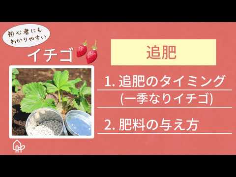イチゴの肥料はいつ、どのように与えるのですか？一番良い肥料は何でしょうか？  庭園