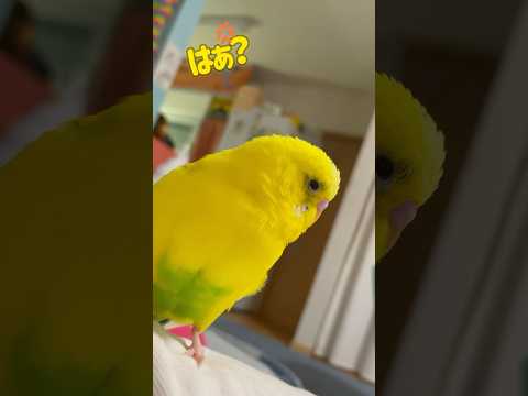 園芸 オウムのくちばし、ロティエ・ド・ベルトロ