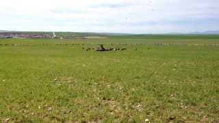 Ataque de buitres a ovejas en Vega de Santa María (Ávila)
