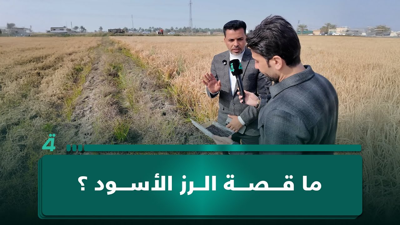 فيديو | من حقول المشخاب إلى موائد مرضى السكري.. قصة الرز الأسود وفوائده