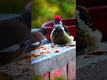 The Angry Woodpecker #woodpecker #birds #anger #redhead #birdlovers