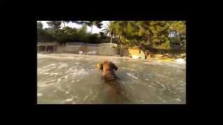 preview picture of video 'HD- Chewie le border terrier saute et surf dans les vagues / wave surfing - GoPro 240fps'