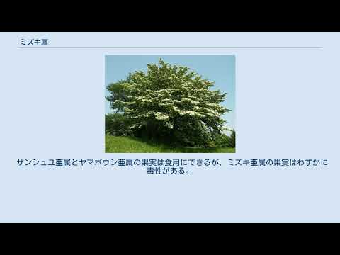 ミズキ科について詳しく解説