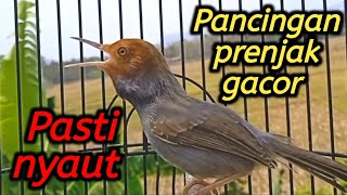 Download lagu Pancingan prenjak kepala merah gacor agar bunyi dijamin ampuh pada nyaut  mp3