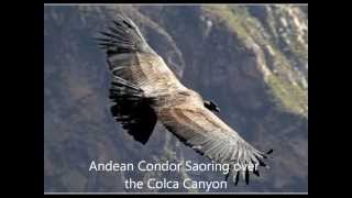 preview picture of video 'Visit The Colca Canyon'