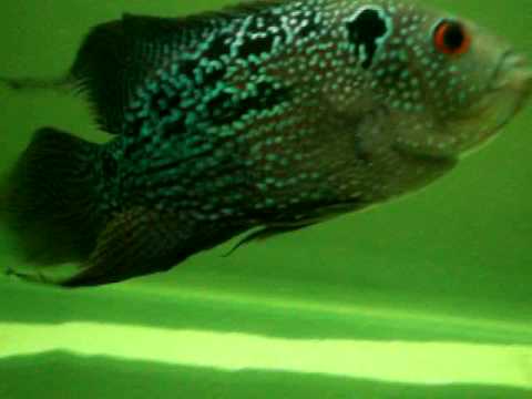 Pradnesh Flowerhorn