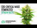 CBD Critical Mass Feminized Strain Facts and Cannabis Seed Grow Info