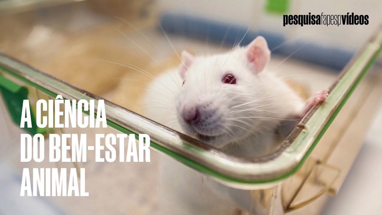 Testes em animais: o que mudou? #ciencia #science #mice #laboratory