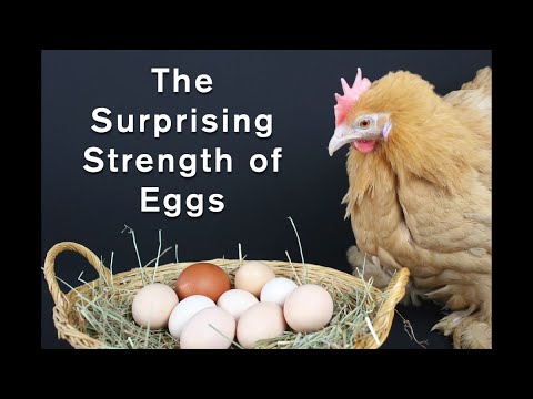 Naturally Curious With Bob Alderink: The Surprising Strength of Eggs