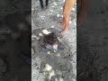 Rescued turtle Black Johnson beach.06 May 22(2)